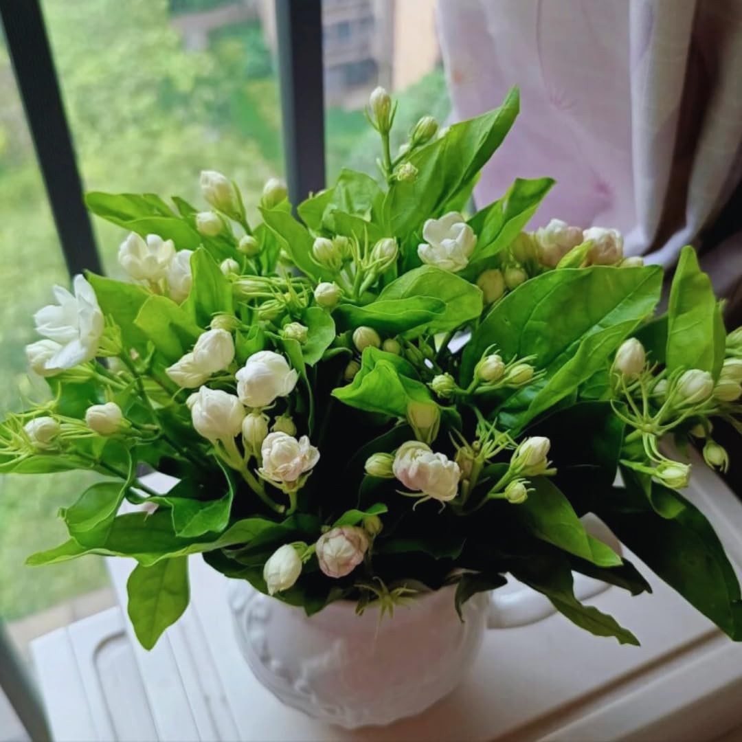 2 Maid of Orleans Sambac Jasmine Live Plants, Jasmine Plant Live, Sambac Jasmine, 4 to 6 Inc Tall, Tea Jasmine Fragrant Plant, Blooming Jasmine Plant