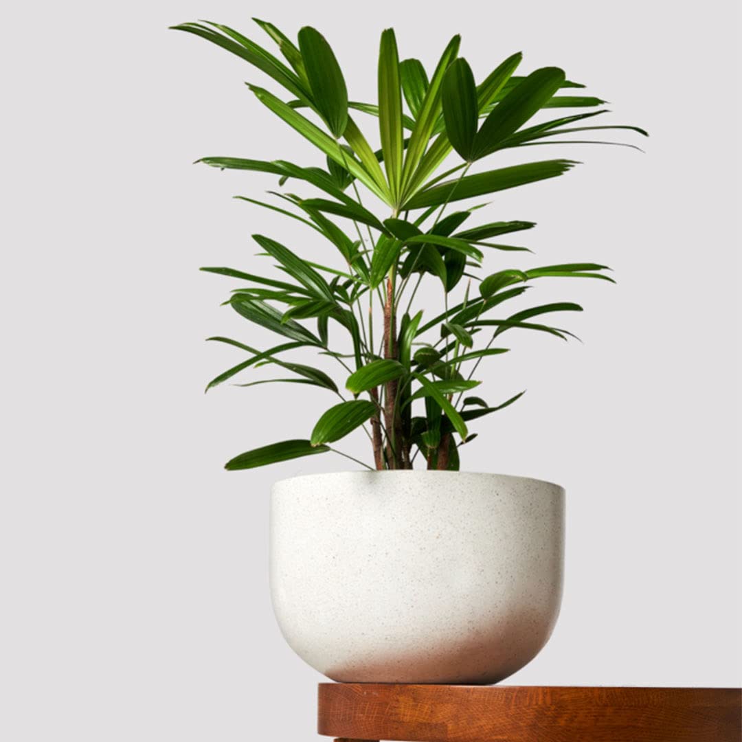 American Plant Exchange Lady Palm – 6-Inch Pot – Live Easy Care Indoor Houseplant, Air-Purifying, Low-Light Tropical Palm for Home, Office, Apartment, and Indoor Décor