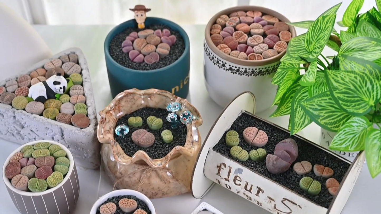 Sprout N Green 1-1.5in Lithops lesliei, 3 Years Old Rare Living Stone Plant Fully Rooted in Pot, Cute Succulents House Pebble Plant, Great for Terrarium Arrangement, DIY Project, Office Decor