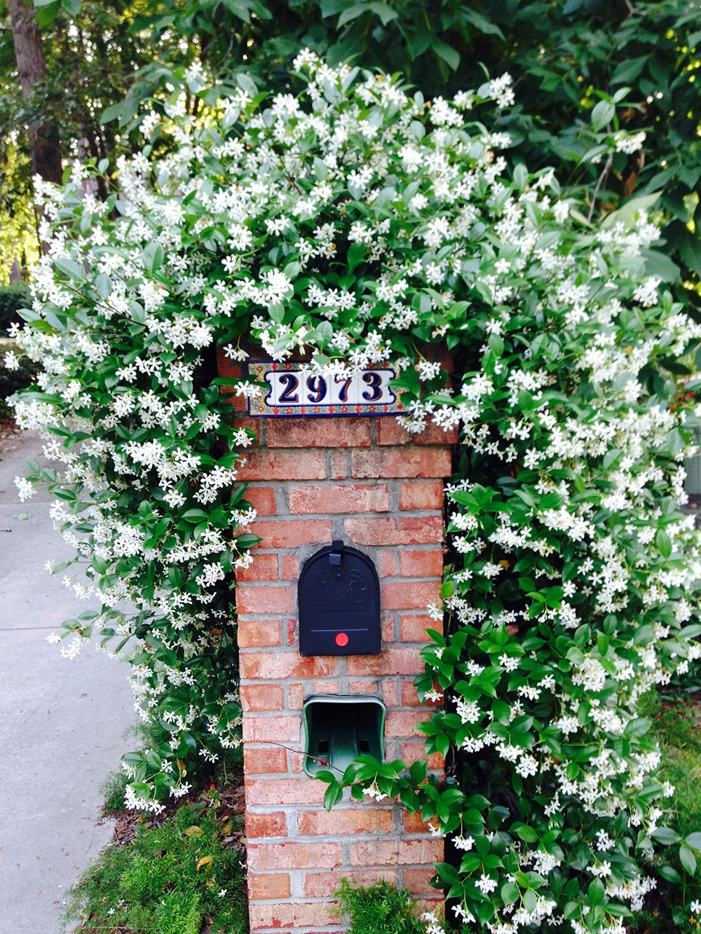 Perfect Plants Confederate Jasmine Live Plant, 1 Gallon Pot, Includes Care Guide